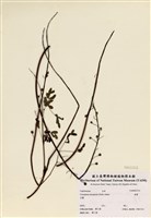 藏品(雲實)的圖片